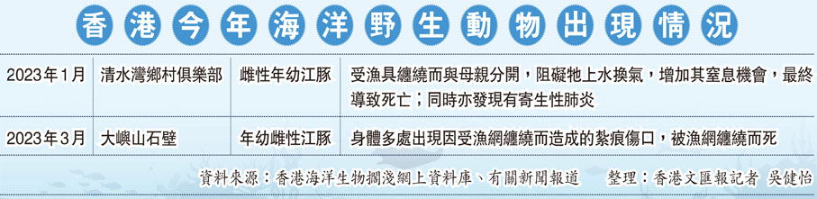 香港今年海洋野生動物出現情況