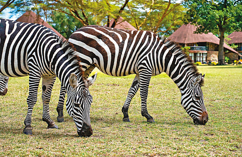 ◆奈瓦沙湖沿岸的斑馬。