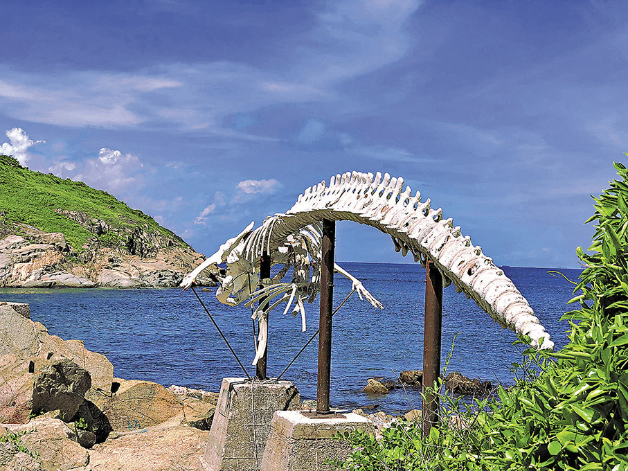◆拍攝於石澳半島鶴咀海岸保護區的鯨魚魚骨標本。 作者供圖