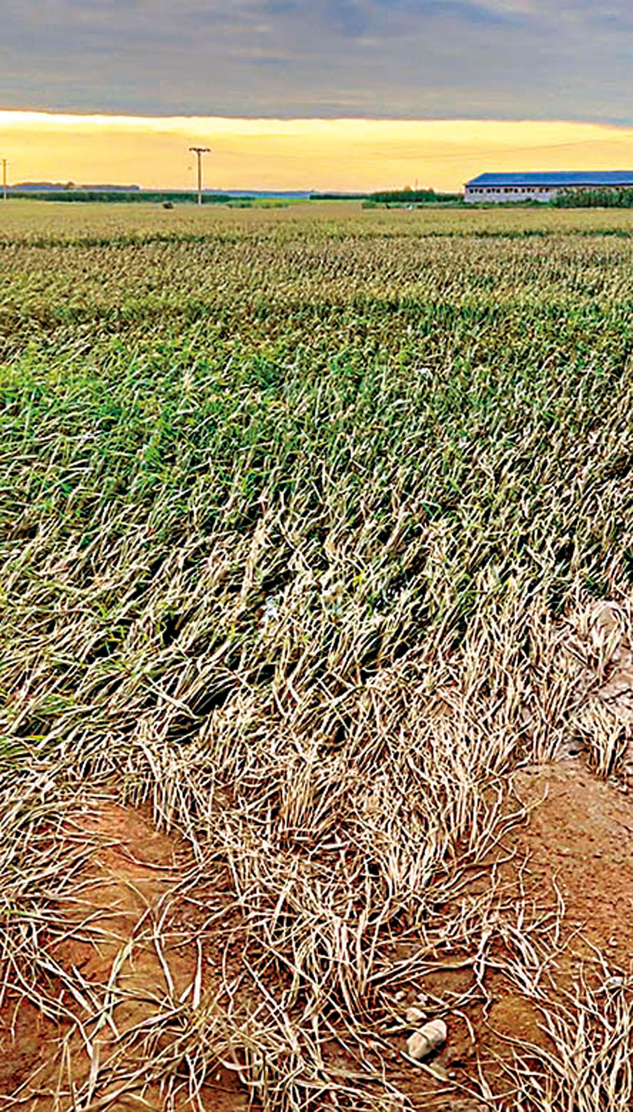 ◆被洪水衝擊過的稻田。 香港文匯報哈爾濱傳真