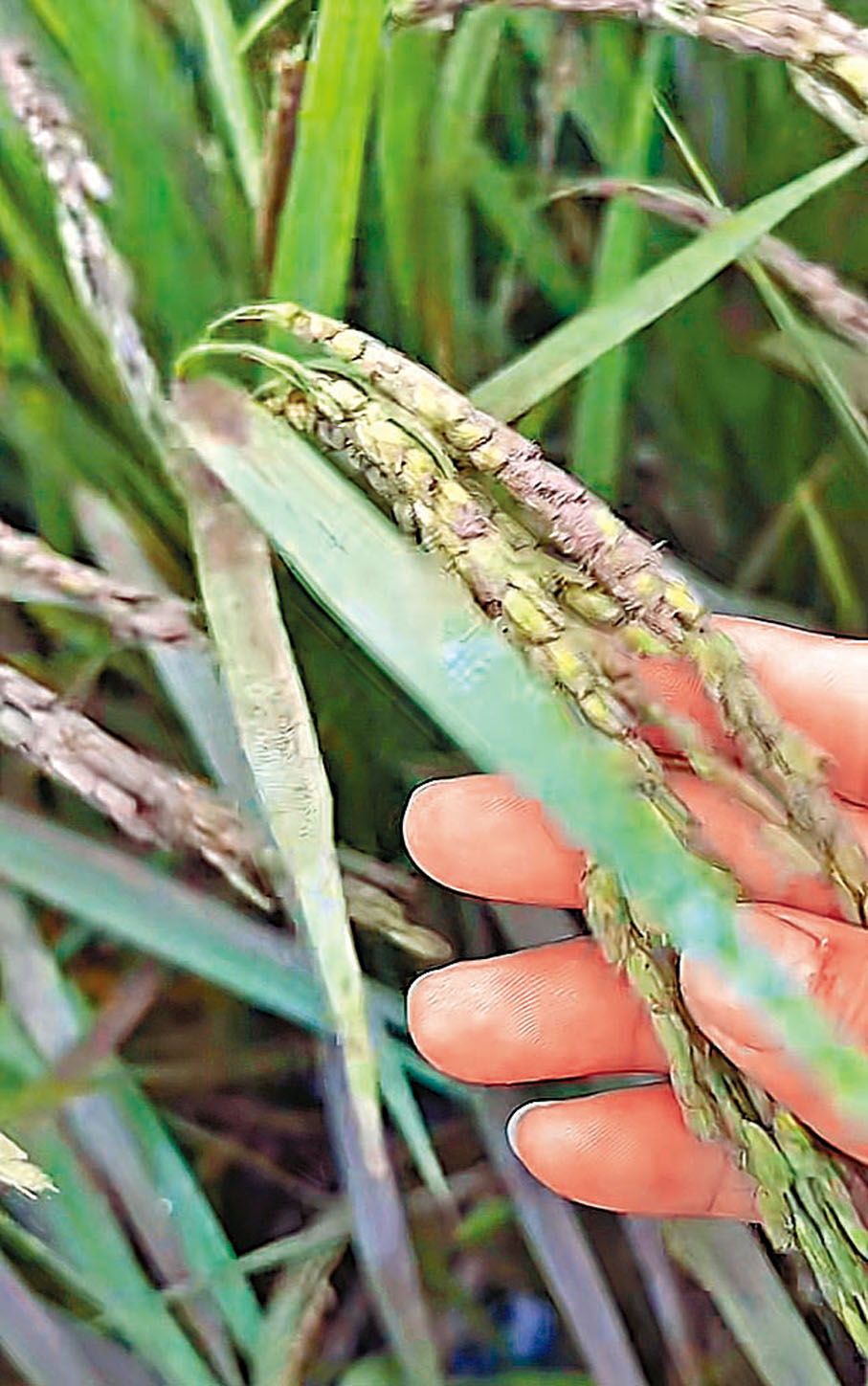 ◆水稻穗花上面掛的都是泥。 香港文匯報哈爾濱傳真