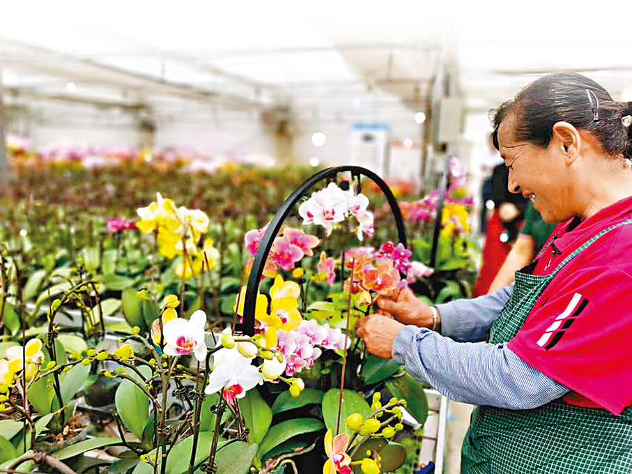 ◆綠聖蘭業的花藝師在給蝴蝶蘭做「造型」。