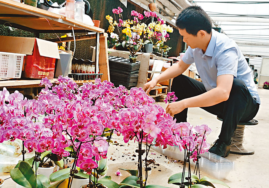 ◆綠聖蘭業是青州花卉界的老牌企業。圖為其蝴蝶蘭種植基地。