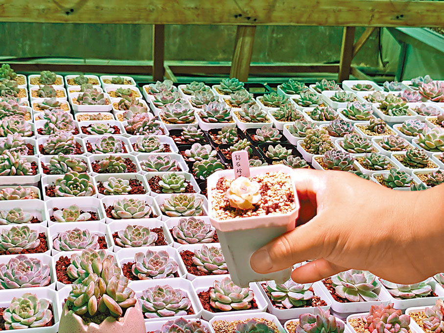 ◆青州多肉產量佔全國的60%。