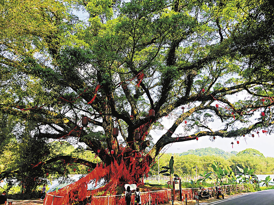◆廣東古樹群資源豐富、分布廣泛，全省現有古樹群超過910處，群內古樹共計逾2.7萬株。圖為廣東一處古樹。 香港文匯報記者方俊明  攝