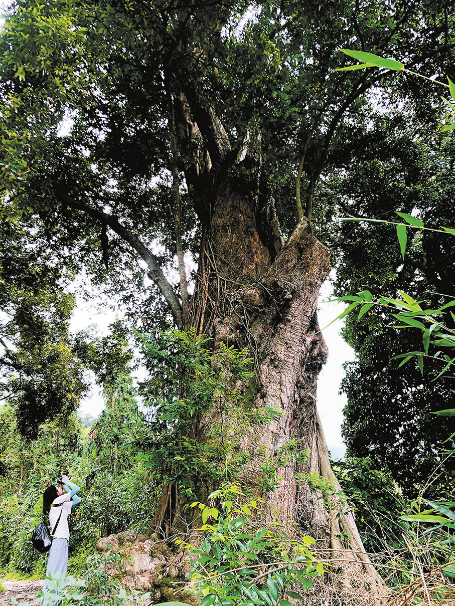 ◆廣東現有古樹名木超8.4萬株，其中樹齡500年以上的古樹761株、名木80株。圖為遊客在古樹底下拍照。 香港文匯報記者方俊明 攝