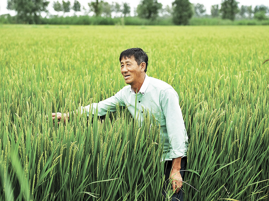◆紅光農場村民張彥展示水稻喜人長勢。