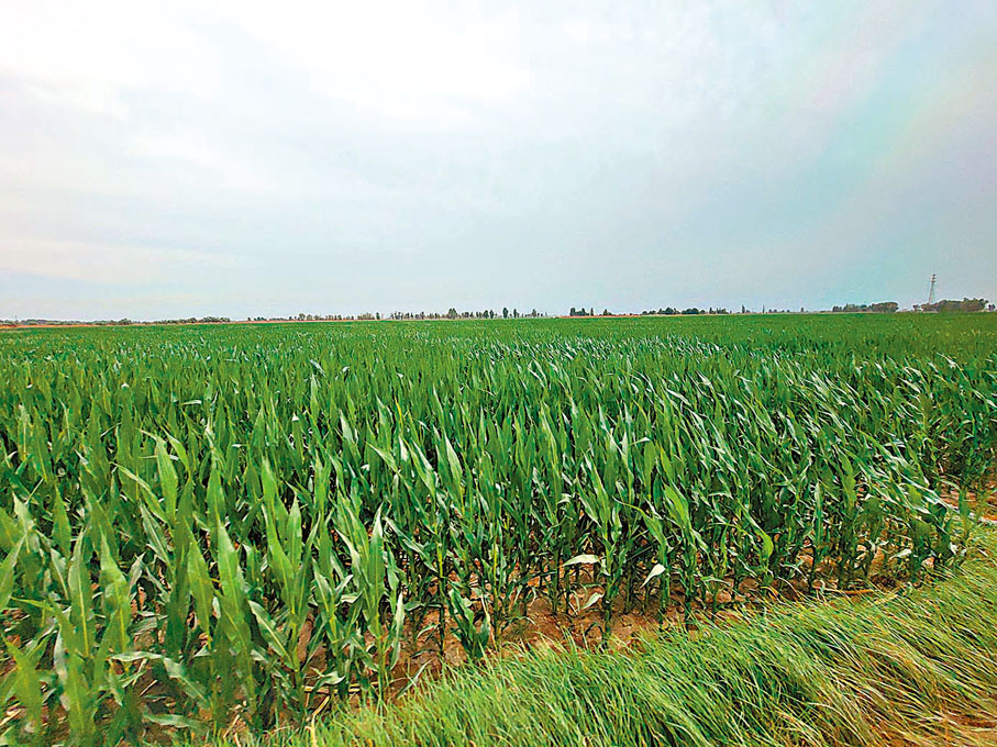 ◆無論在路上抑或在實驗站都隨處可見生長得比人還要高、一望無際的粟米「林」。