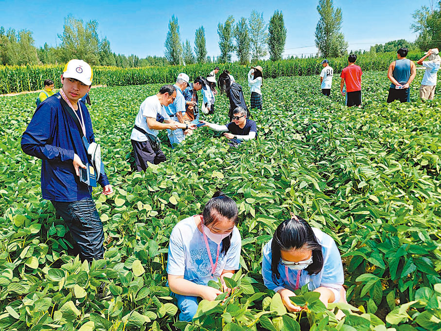 ◆研學團在隴黃大豆農田考察。