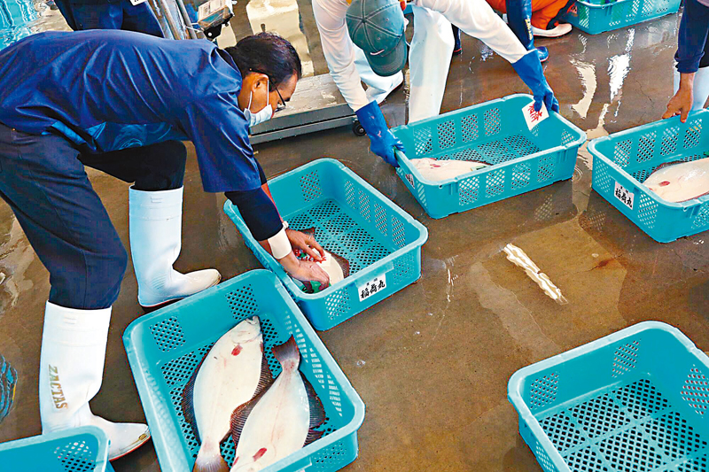 ◆ 買家在福島縣水產拍賣會上驗貨。 彭博社