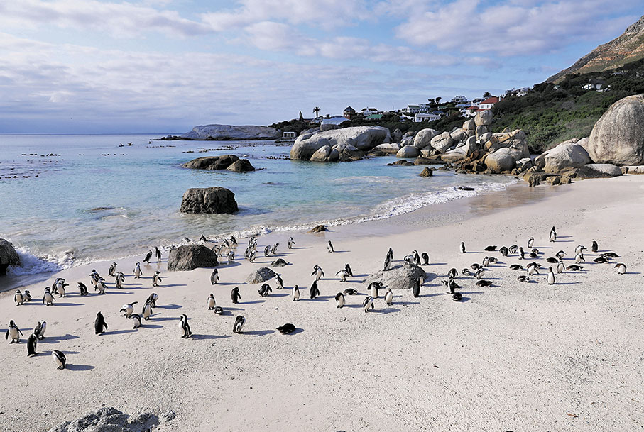 ◆在南非西蒙鎮的博爾德斯海灘上的非洲企鵝。