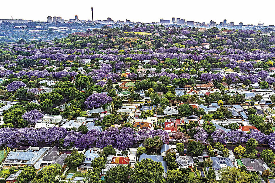 ◆每年10月，約翰內斯堡藍花楹盛開。