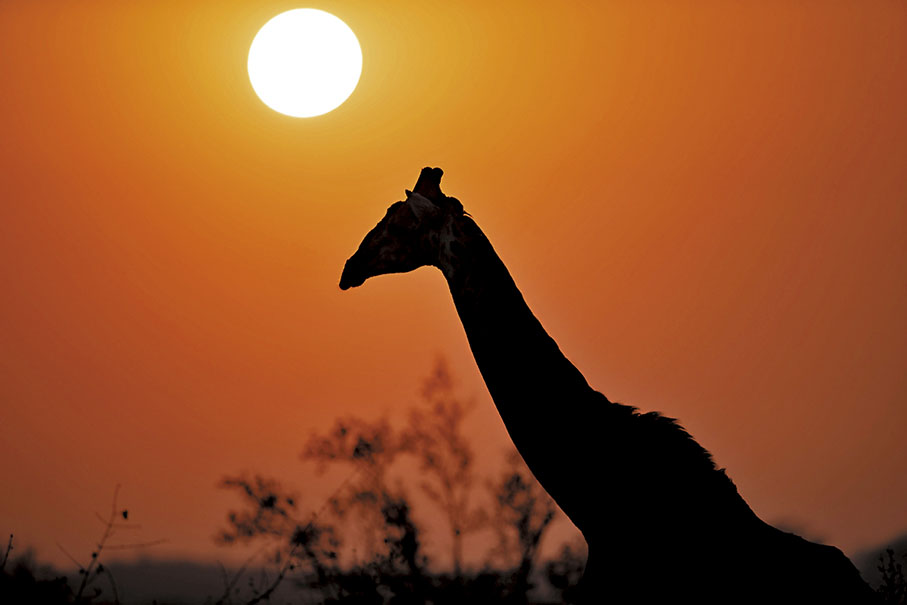 ◆在克留格爾國家公園內的長頸鹿。