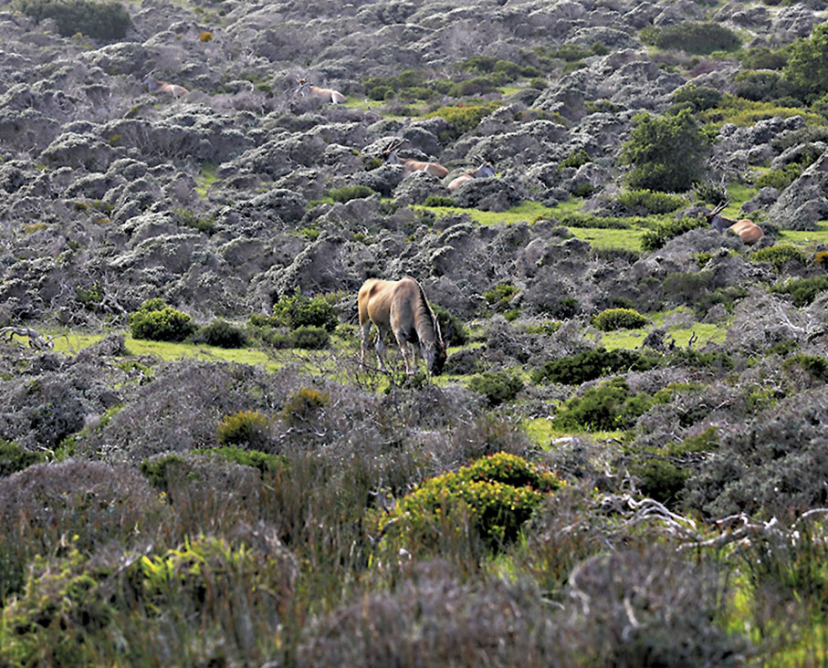 ◆羚羊在開普敦桌山國家公園吃草。