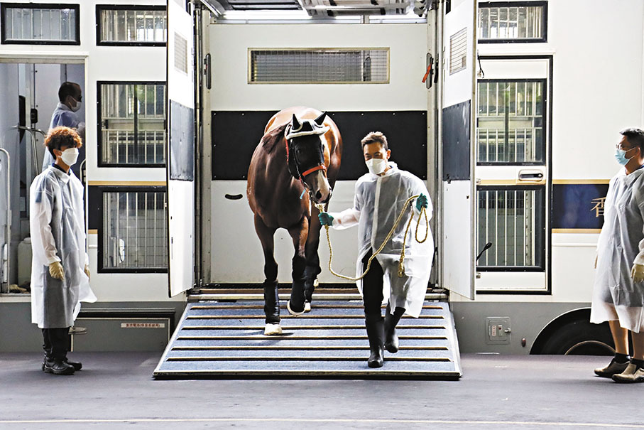 ◆ 香港賽馬在從化馬場卸車。  中新社