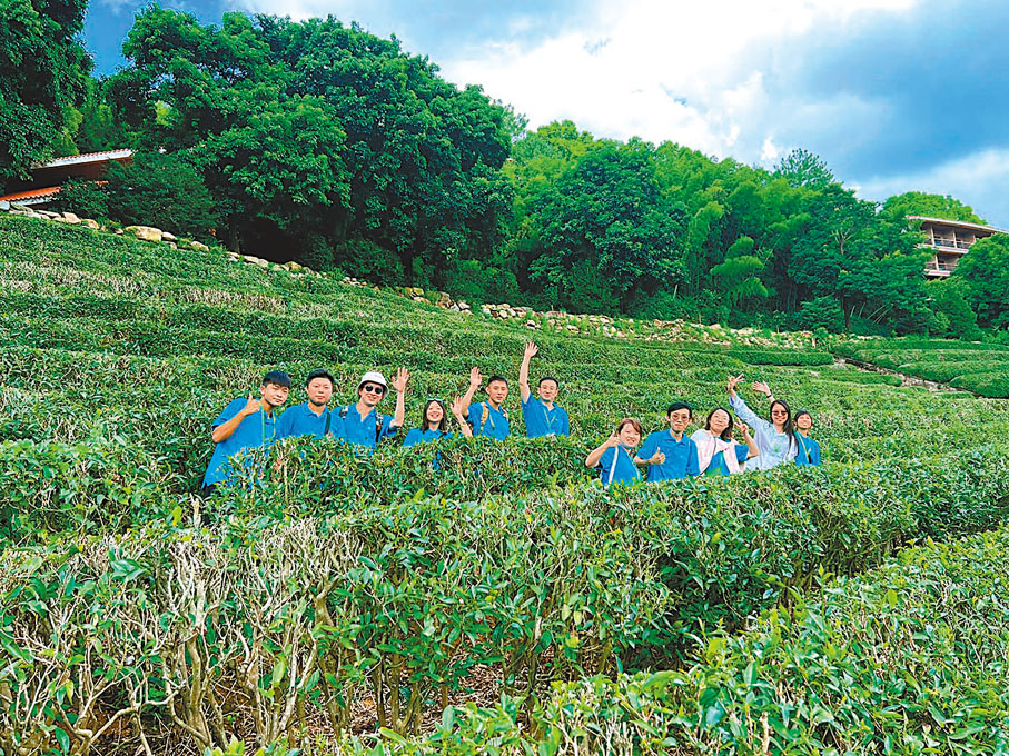 ◆港青走入茶田，當一回「採茶人」。