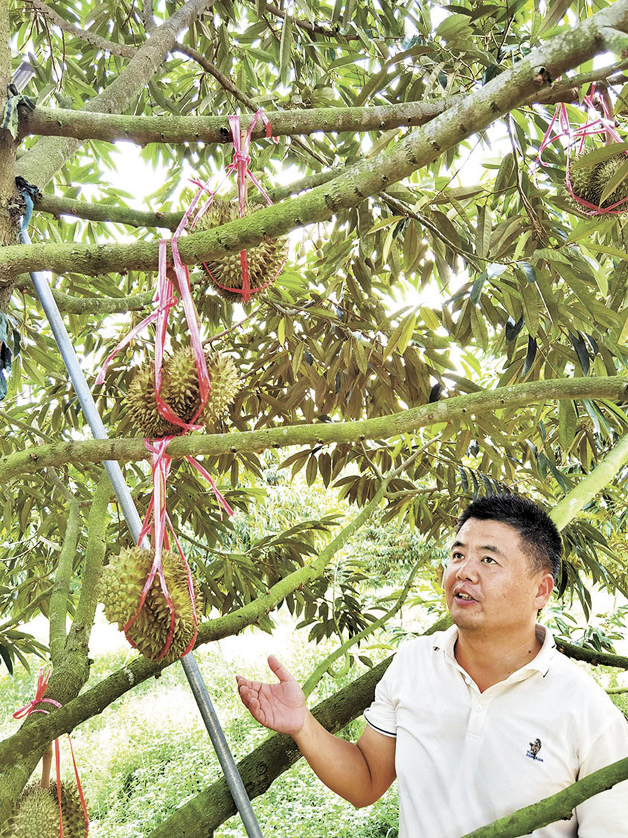 ◆榴蓮樹已掛果，陳兵向記者介紹海南榴蓮生長種植情況。 香港文匯報 記者何玫  攝