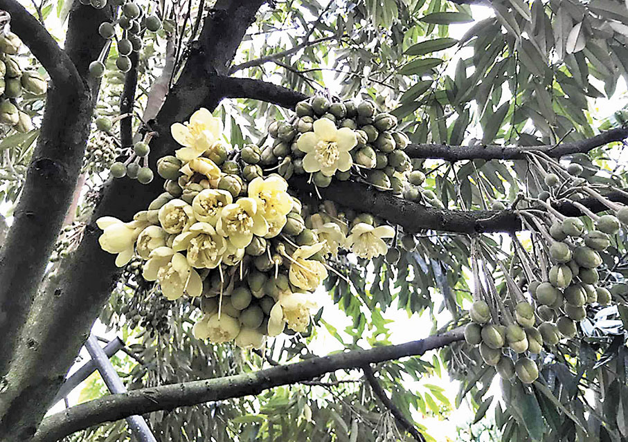 ◆今年五月時開花的的榴蓮樹。 香港文匯報海南傳真