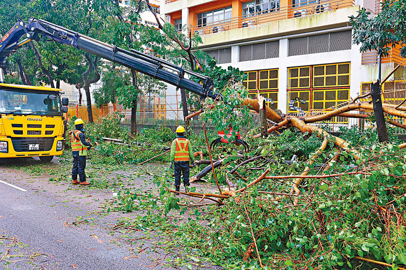 ◆ 過往特區政府多數在「落波」後才要求承辦商一次過清理塌樹，今次則在打風期間已開展清除行動。 香港文匯報記者劉友光  攝