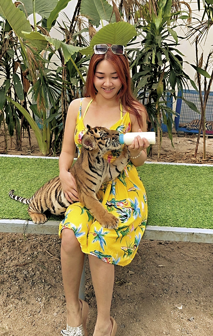 ◆譚夢娜指老虎BB非常溫馴，看似十分通人性。