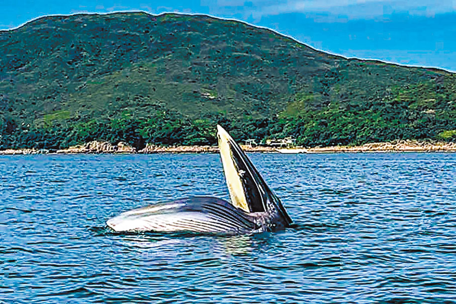 ◆今年7月中，一條鯨魚罕有地在西貢牛尾海及糧船灣附近水域出沒。資料圖片