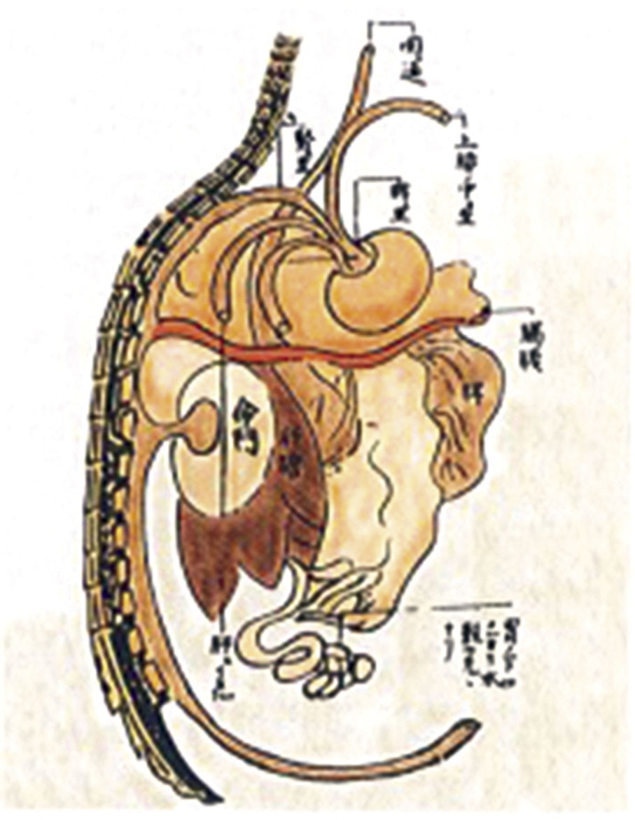 ◆脊柱與臟腑的密切聯繫（宋·《存真圖》）