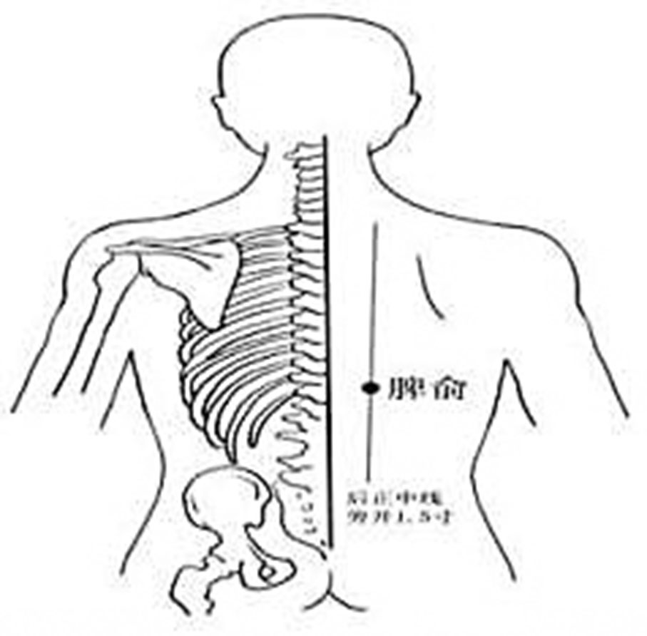 ◆脾俞穴