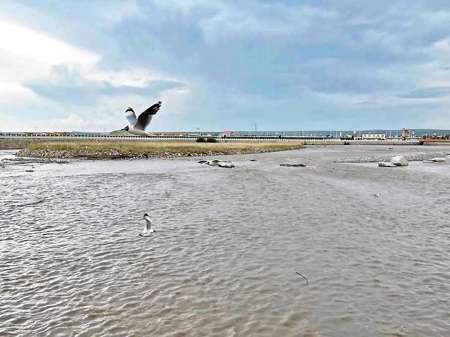 ◆剛察縣湟魚家園內水鳥飛舞，魚鳥共生。
