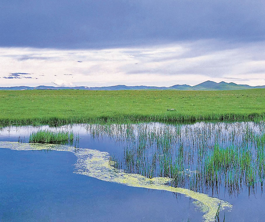 ◆青海湖的濕地
