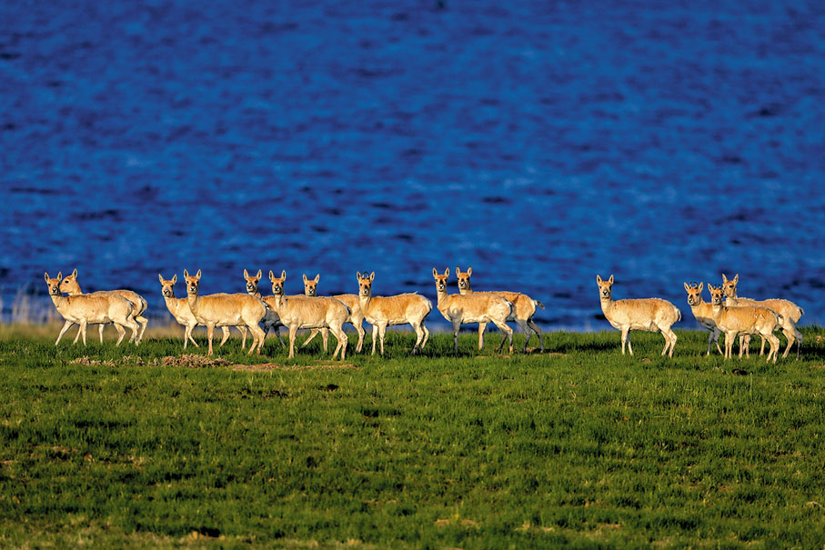 ◆青海湖畔的普氏原羚