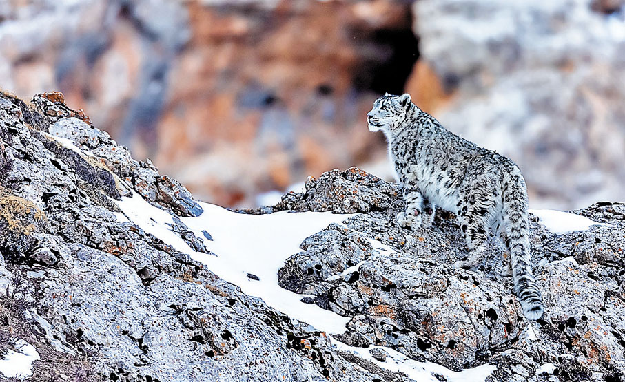 ◆雪豹是祁連山的旗艦物種之一。