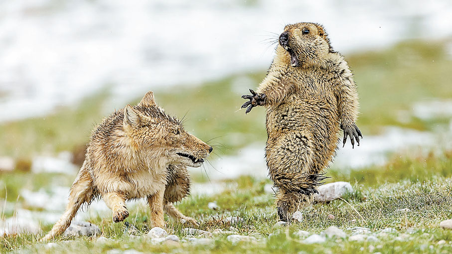 ◆祁山國家公園內時常上演野生動物間的 「生死對決」。