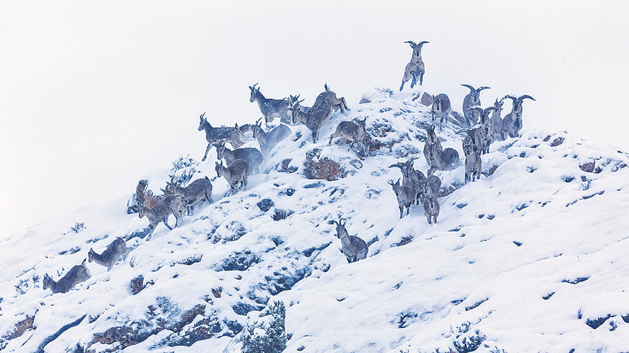 ◆冬雪時節，祁連山上的野生動物成群奔跑。