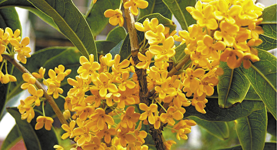 ◆桂花的香，分外清新。