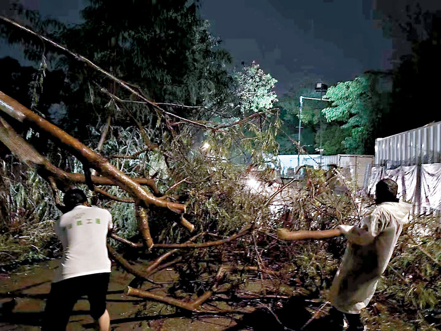 ◆青晉義工團深夜到沙崗圍清理倒塌的樹木。