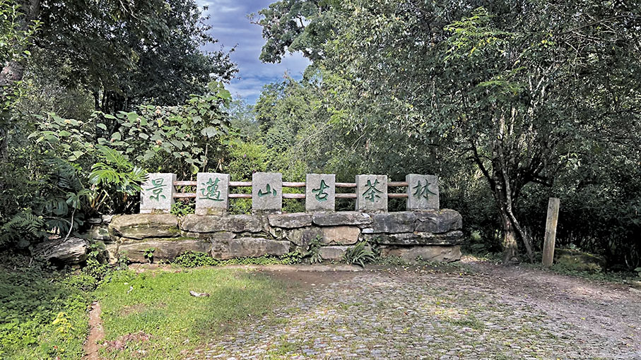 ◆景邁山古茶林。 香港文匯報記者譚旻煦  攝