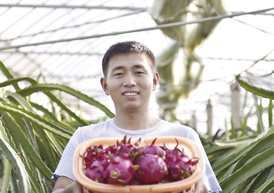 ◆ 海鴻農場火龍果成熟。