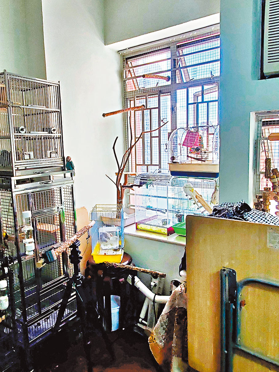 ◆李小姐打開窗戶飼養，一旦鸚鵡接觸到路經的候鳥，便容易被候鳥攜帶的病毒感染。