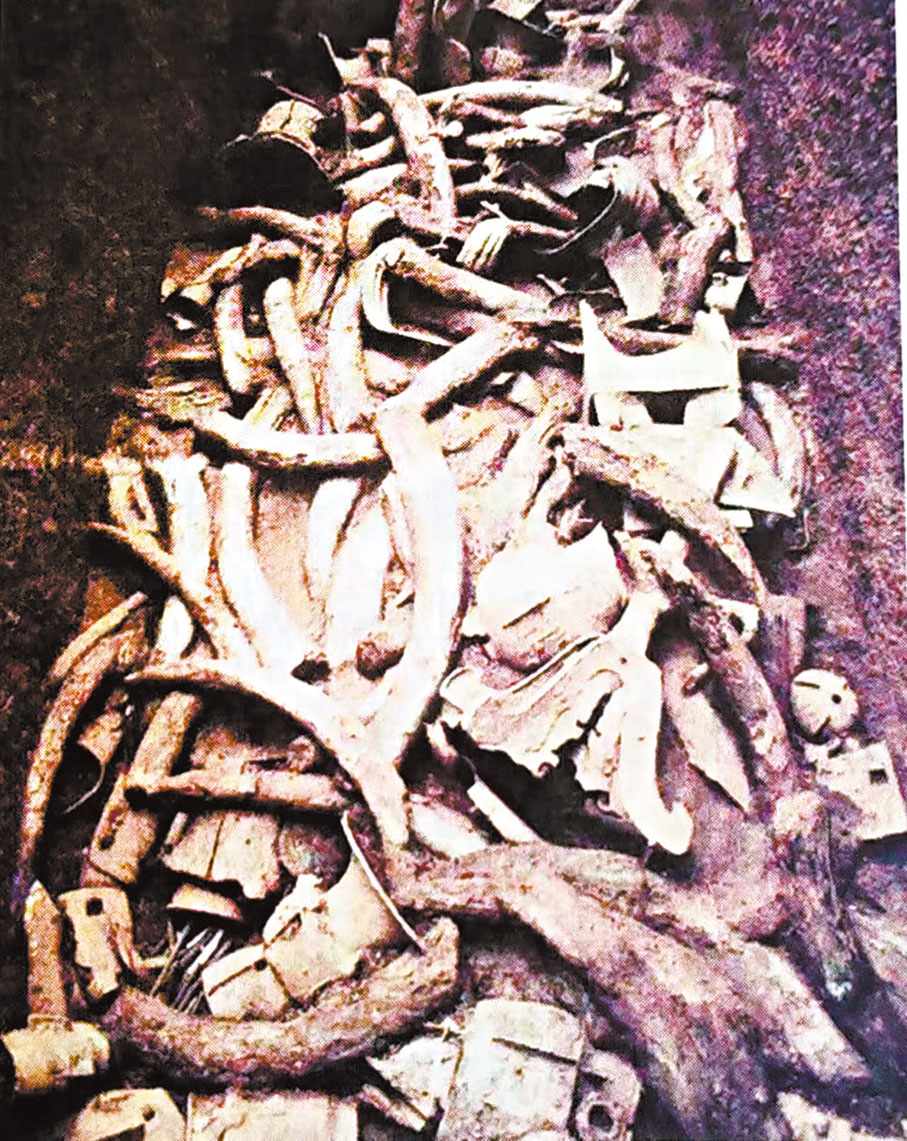 ◆圖一：三星堆遺址的出土物中可見大量象牙。