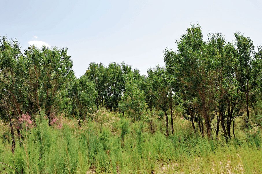 ◆胡楊有着「沙漠英雄樹」的美譽。