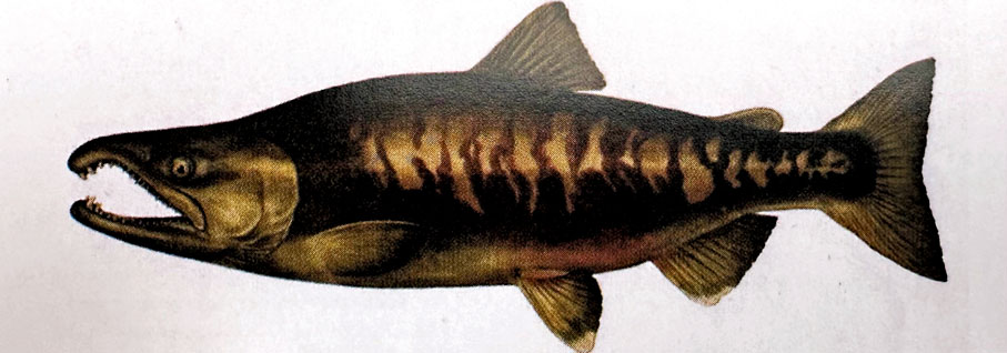 【大馬哈魚】唇部豐滿，上下顎處各有一列利牙，輕度叉形尾。由於繁殖習性不同，分秋夏二型，進入我國的屬於秋型，故又稱秋鮭。每年秋季由太平洋上溯至黑龍江、烏蘇里江以及綏芬河、圖們江產卵，以長距離不間歇的遷游和毅力堅強而著名。