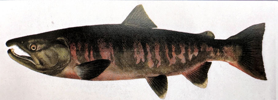 【馬蘇大馬哈魚】尾鰭呈彎月形，臀鰭凹形，尾部略呈鮮紅色，主要分布在綏芬河與圖們江。