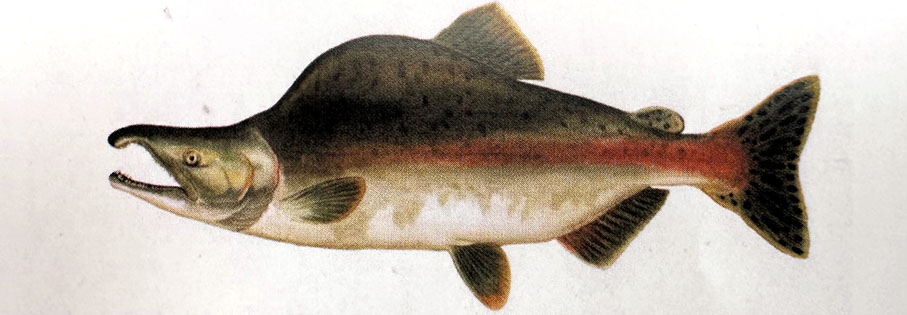 【駝背大馬哈魚】個體最小的大馬哈魚，魚身銀色且鱗細小，V形尾，生殖期雄魚體高增大，頭後背鰭前部似駝峰，隆起呈佝僂狀，故又稱駝背鮭。主要分布在綏芬河與圖們江，但近年來幾乎未見。