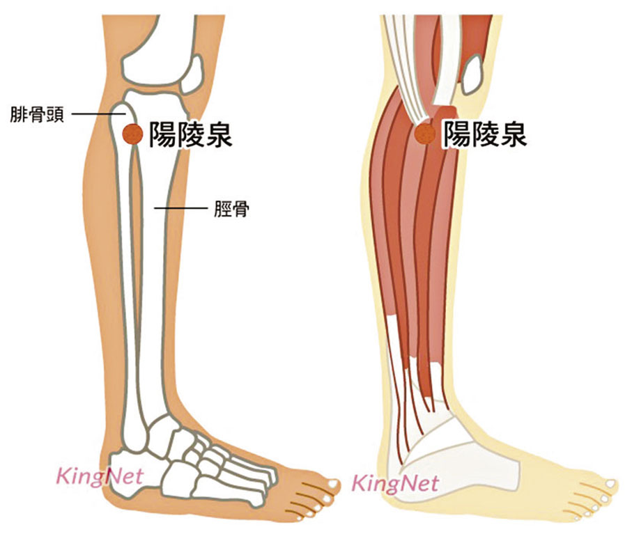 ◆陽陵泉穴