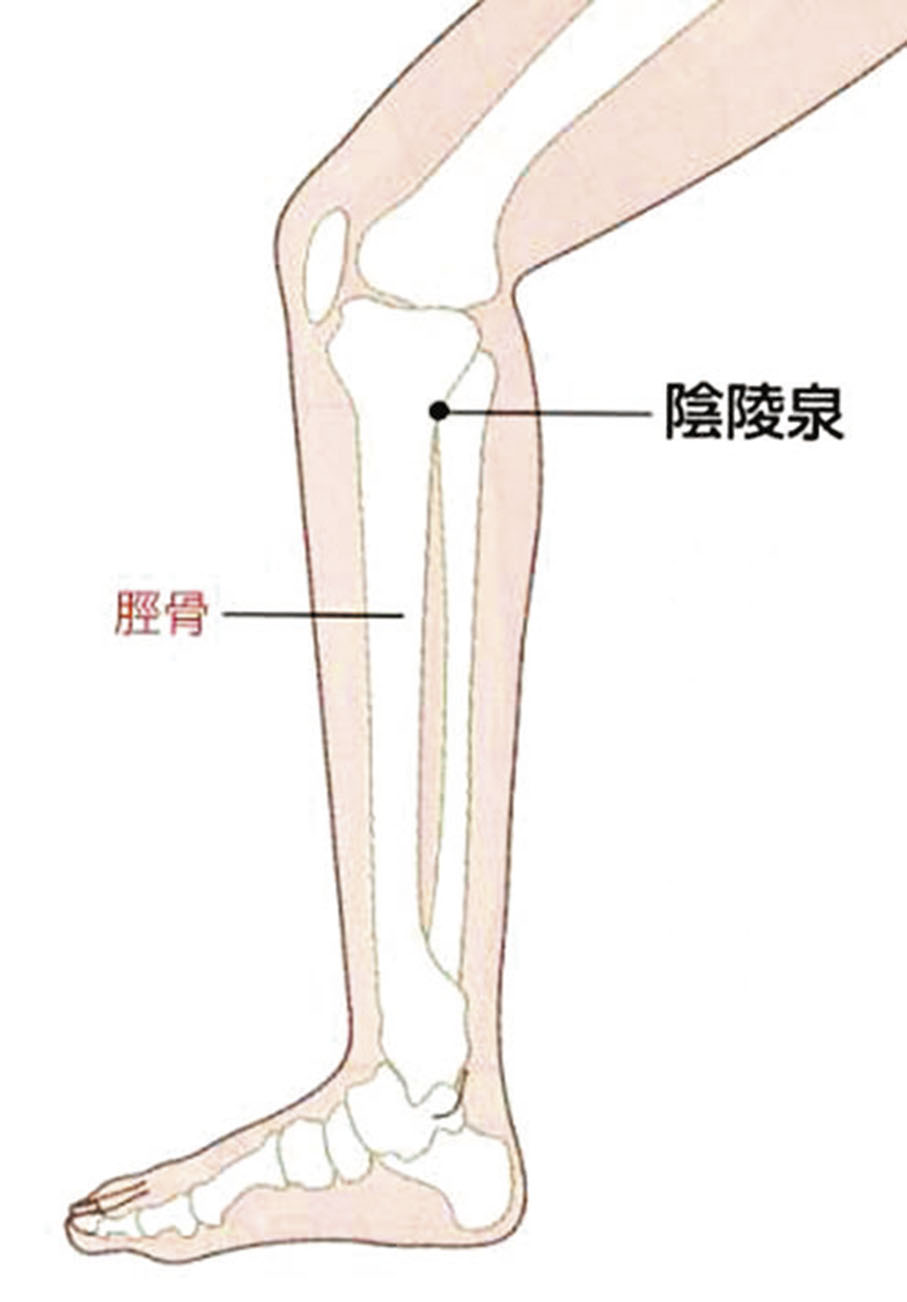 ◆陰陵泉
