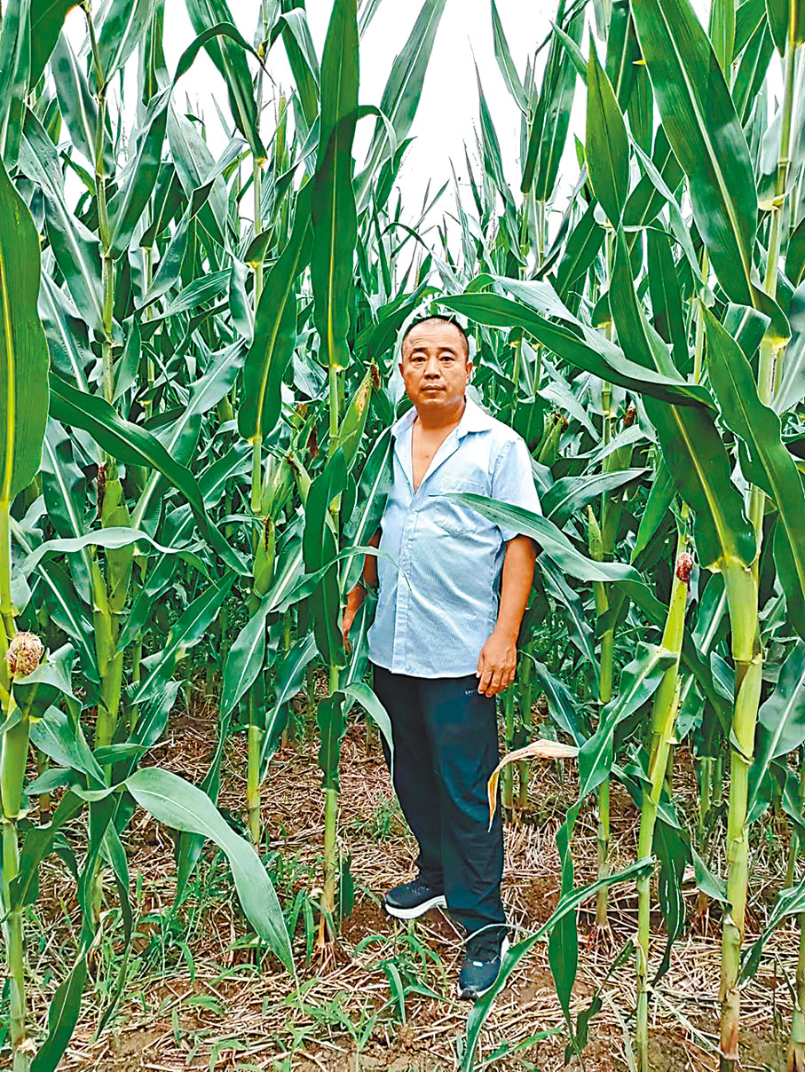 ◆ 玉米收穫後便將播種小麥，陝西小麥種植戶劉黨偉對今年可能的暖冬有一絲擔憂。香港文匯報陝西傳真