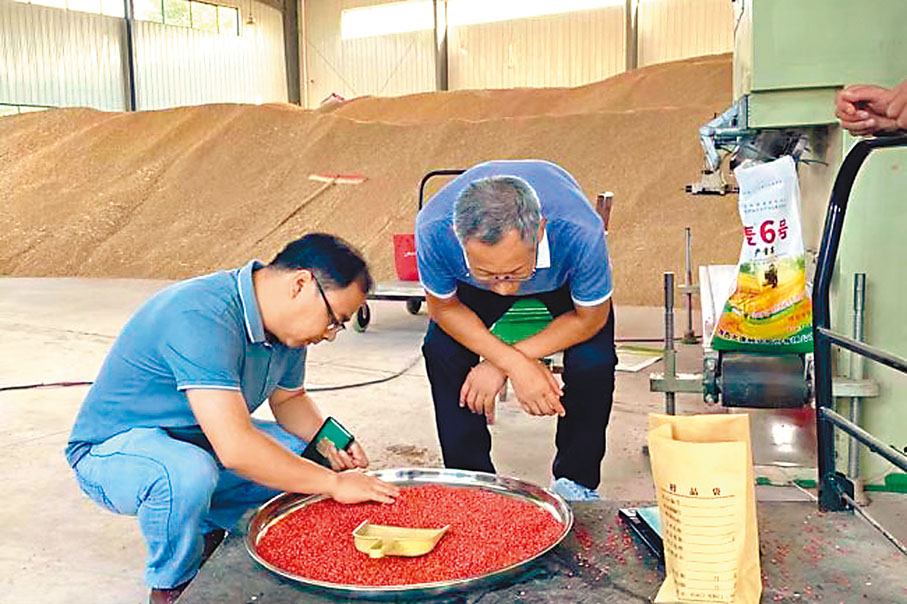 ◆降低厄爾尼諾危害要從小麥選種開始。 香港文匯報陝西傳真