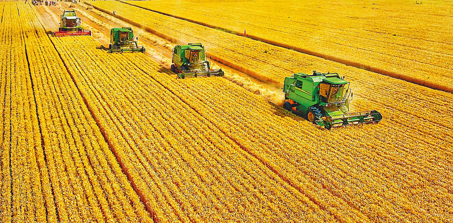 ◆陝西關中小麥連年豐收。香港文匯報陝西傳真
