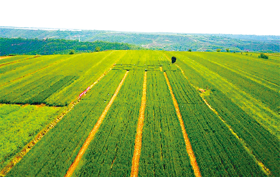 ◆小麥是陝西關中地區主要農作物。香港文匯報陝西傳真