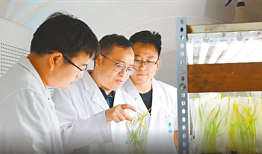 ◆ 西北農林科技大學植物免疫團隊歷時18年攻克小麥「癌症」。香港文匯報陝西傳真